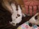 Chihuahua Puppies for sale in Dallas Stanley Hwy, Dallas, NC, USA. price: $100