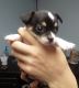 Chihuahua Puppies for sale in Lenoir, NC, USA. price: $400