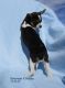 Chihuahua Puppies for sale in Pahrump, NV, USA. price: NA