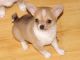 Chihuahua Puppies for sale in Utah County, UT, USA. price: NA