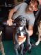 Chihuahua Puppies for sale in Guysville, OH, USA. price: NA