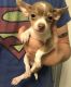 Chihuahua Puppies for sale in Minneapolis, MN, USA. price: NA