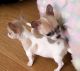 Chihuahua Puppies for sale in Pittsburgh, PA, USA. price: NA