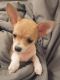 Chihuahua Puppies for sale in Mankato, MN, USA. price: NA