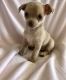 Chihuahua Puppies for sale in Canal Winchester South Rd, Canal Winchester, OH 43110, USA. price: NA