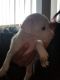Chihuahua Puppies for sale in City of Industry, CA 91746, USA. price: NA