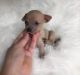 Chihuahua Puppies for sale in Albany, GA, USA. price: $500