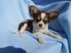Chihuahua Puppies for sale in Pahrump, NV, USA. price: NA