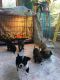 Chihuahua Puppies for sale in Charles City, VA 23030, USA. price: NA