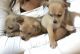 Chihuahua Puppies for sale in Ashburn, VA, USA. price: NA