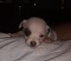 Chihuahua Puppies for sale in Sparks, NV, USA. price: $350