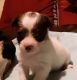 Chihuahua Puppies for sale in Reno, NV 89508, USA. price: $350