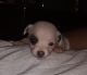 Chihuahua Puppies for sale in Reno, NV 89508, USA. price: $350