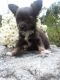 Chihuahua Puppies for sale in Comstock Park, MI, USA. price: $1,500