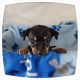Chihuahua Puppies for sale in Newark, NJ, USA. price: $500