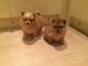 Chihuahua Puppies for sale in Texas City, TX, USA. price: $650