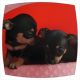 Chihuahua Puppies for sale in Newark, NJ, USA. price: $300