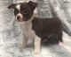 Chihuahua Puppies for sale in New Bedford, MA 02741, USA. price: $500