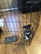 Chihuahua Puppies for sale in Angier, NC 27501, USA. price: NA