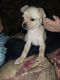 Chihuahua Puppies for sale in Akron, OH, USA. price: NA