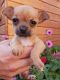 Chihuahua Puppies for sale in San Antonio, TX 78284, USA. price: NA