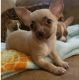 Chihuahua Puppies for sale in Richmond, VA, USA. price: $500