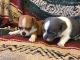 Chihuahua Puppies for sale in Cedar Creek, TX, USA. price: NA