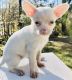 Chihuahua Puppies for sale in Flint, MI 48504, USA. price: $500
