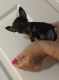 Chihuahua Puppies for sale in Shippensburg, PA 17257, USA. price: $800