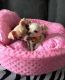 Chihuahua Puppies for sale in Petaluma, CA 94953, USA. price: $600