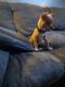 Chihuahua Puppies for sale in Sun River Terrace, IL 60964, USA. price: NA