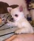 Chihuahua Puppies for sale in San Mateo, CA, USA. price: $600
