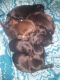 Chihuahua Puppies for sale in Burlington, NC, USA. price: NA