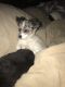 Chihuahua Puppies for sale in Grandview, TN 37337, USA. price: NA
