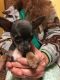 Chihuahua Puppies for sale in Frostburg, MD 21532, USA. price: $650