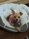 Chihuahua Puppies for sale in Richmond, CA, USA. price: NA
