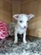 Chihuahua Puppies for sale in Lewisburg, PA 17837, USA. price: $795