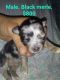Chihuahua Puppies for sale in Kendallville, IN 46755, USA. price: NA