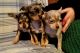 Chihuahua Puppies for sale in Erie, PA, USA. price: NA