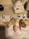 Chihuahua Puppies for sale in Appleton, WI, USA. price: NA