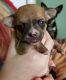 Chihuahua Puppies for sale in Spotsylvania Courthouse, VA, USA. price: NA