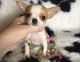 Chihuahua Puppies for sale in New Orleans, LA, USA. price: $600