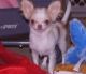Chihuahua Puppies for sale in Little Rock, AR 72209, USA. price: NA