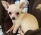 Chihuahua Puppies for sale in Indianapolis, IN 46218, USA. price: $500