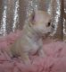 Chihuahua Puppies for sale in E Liberty St, Chambersburg, PA 17201, USA. price: NA