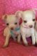 Chihuahua Puppies for sale in 06019 Water Well, New Mexico 88201, USA. price: NA