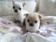 Chihuahua Puppies for sale in Floriston, CA 96111, USA. price: NA