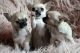 Chihuahua Puppies for sale in Lincoln, CA, USA. price: NA