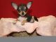 Chihuahua Puppies for sale in Washington, DC, USA. price: NA