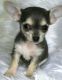 Chihuahua Puppies for sale in Lansing, MI, USA. price: NA